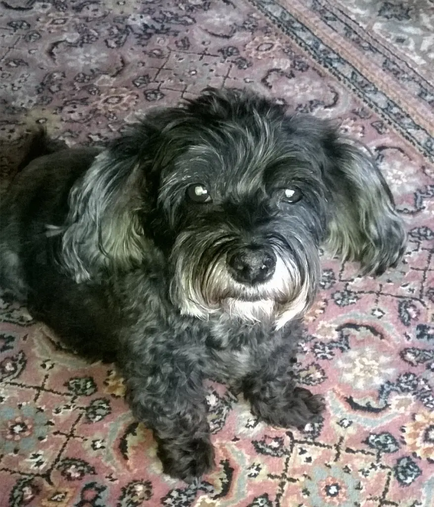 Condolence image of Elke und Horst mit Fiby (+30.09.2020) ❤️