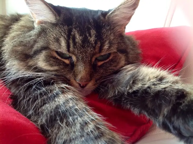 Condolence image of Nicole mit Roxy 