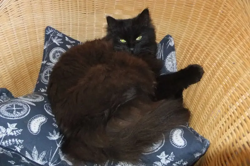 Condolence image of Elisabeth
