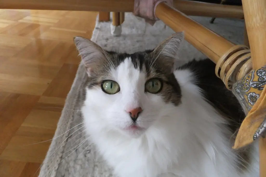 Image from Ronja