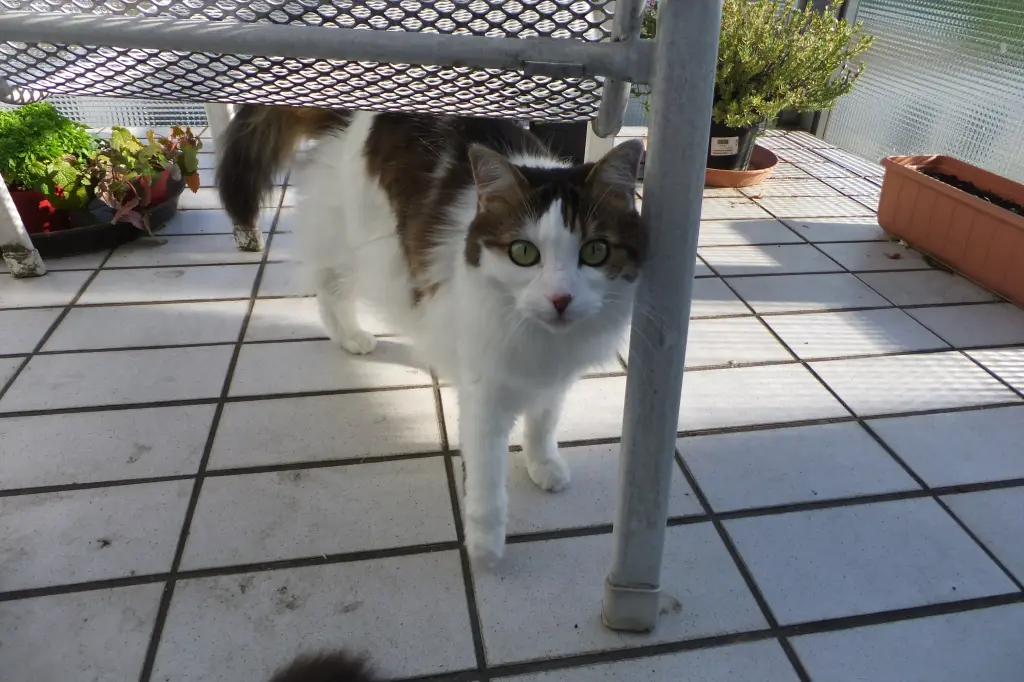 Image from Ronja