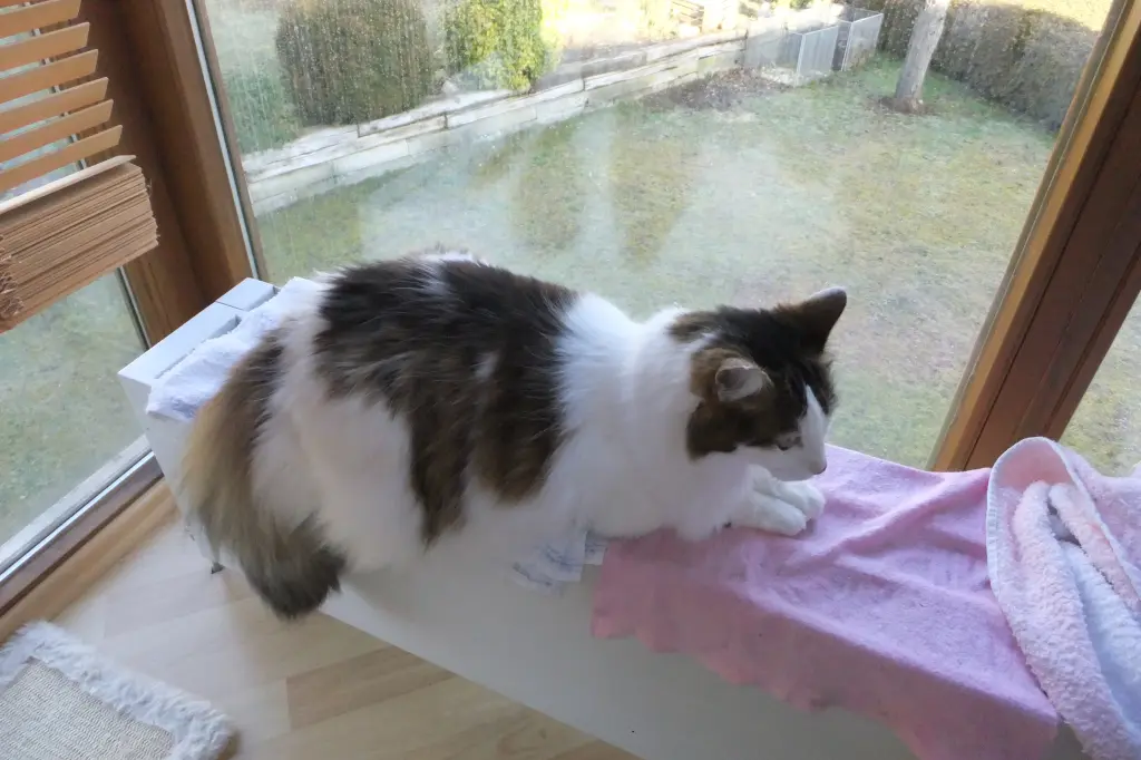 Image from Ronja