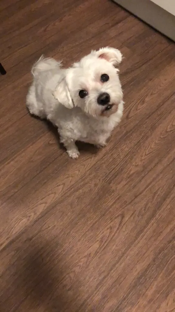 Condolence image of Lili mit Seelenhund Mailo ♥️