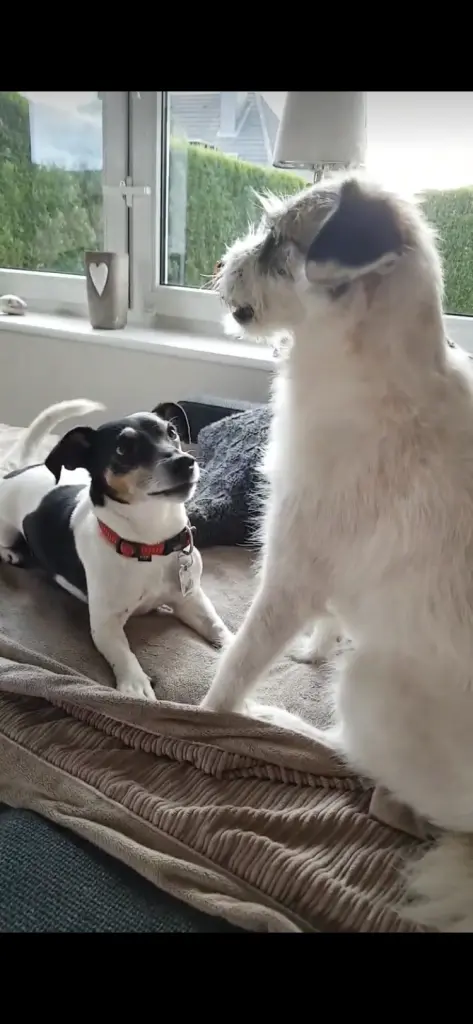 Condolence image of Birgit  Kniest 