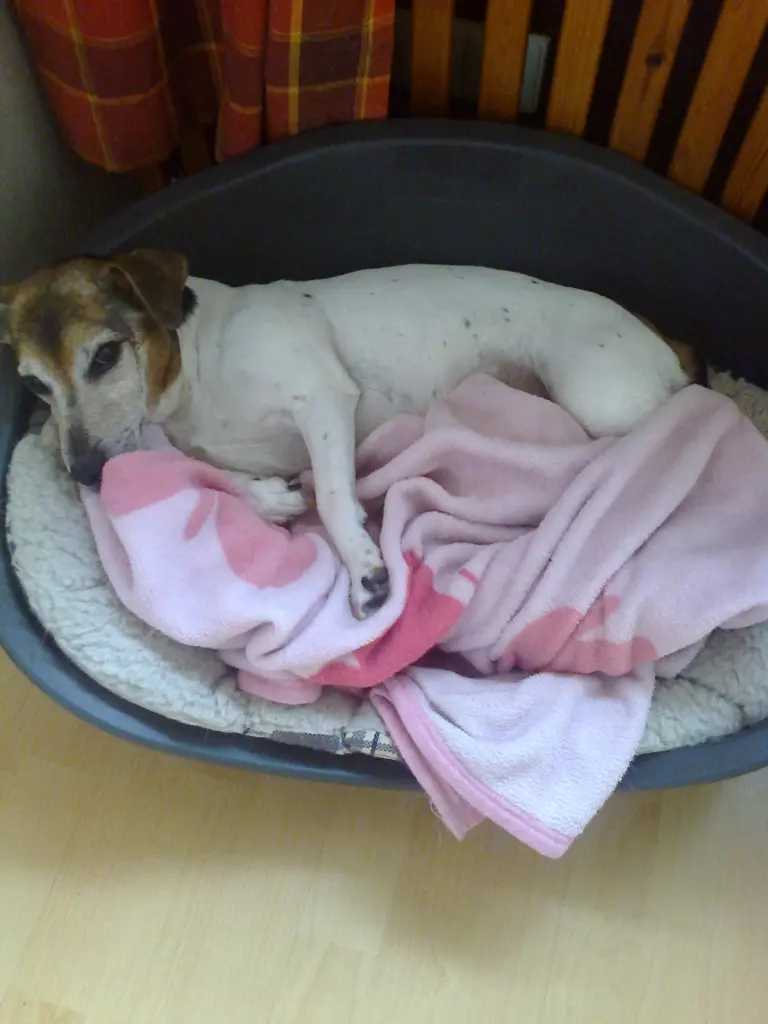 Condolence image of Frauli mit Herrli an der Hand  ,Snoopy im Herzen und Lucy an der Leine