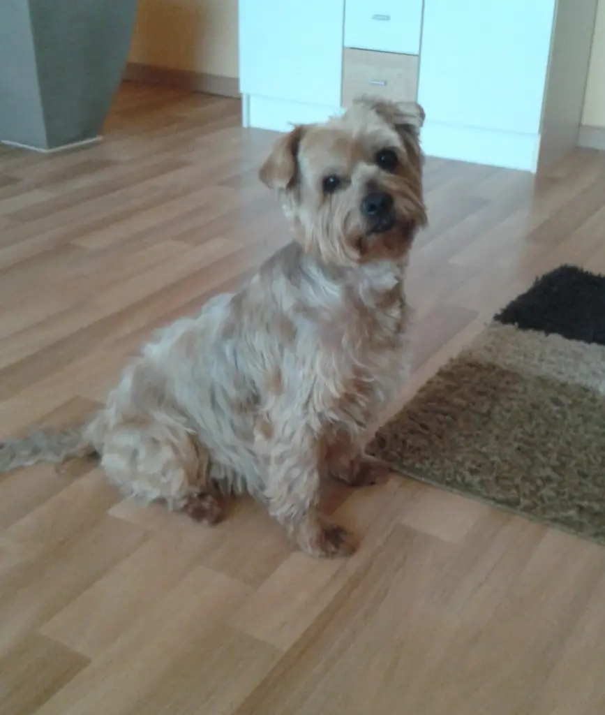 Condolence image of Ewa & Krzysztof mit Jacki tief im Herzen ❤