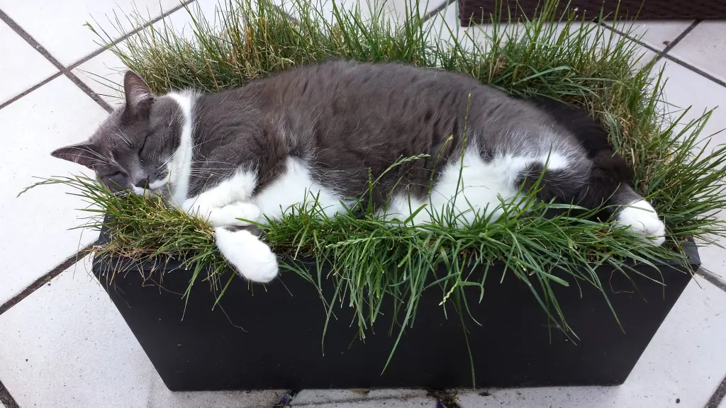 Image from Babettchen