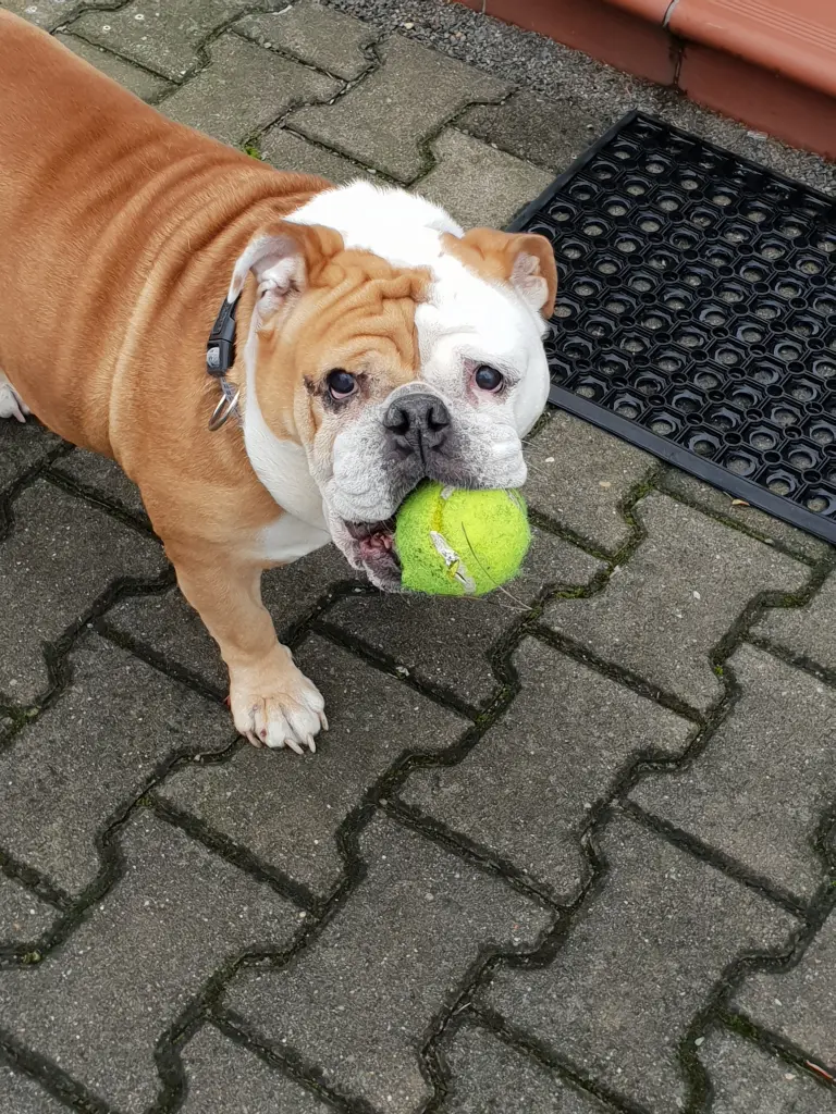 Condolence image of Trixi  Heyne 