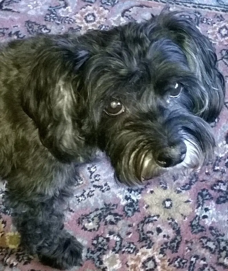 Condolence image of Elke und Horst mit Fiby (+30.09.2020) ❤️