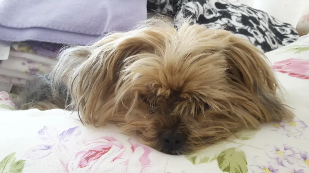 Condolence image of Andy. Moni und Nala