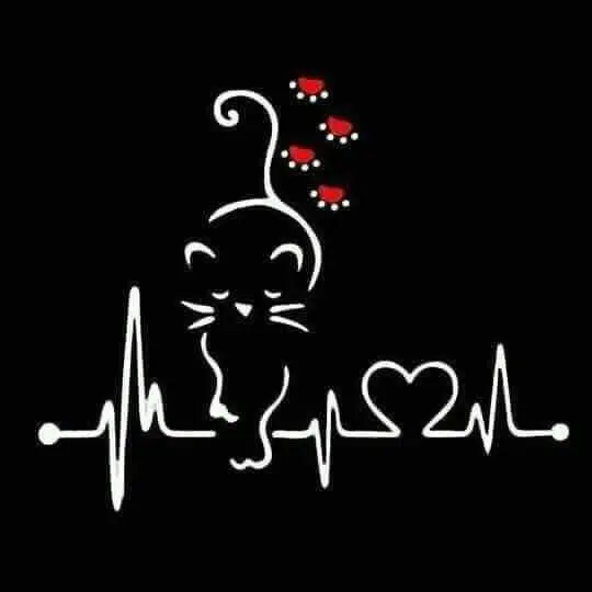 Condolence image of Martina mit Seelenhund Samy ♥️⭐♥️ für immer im Herzen 