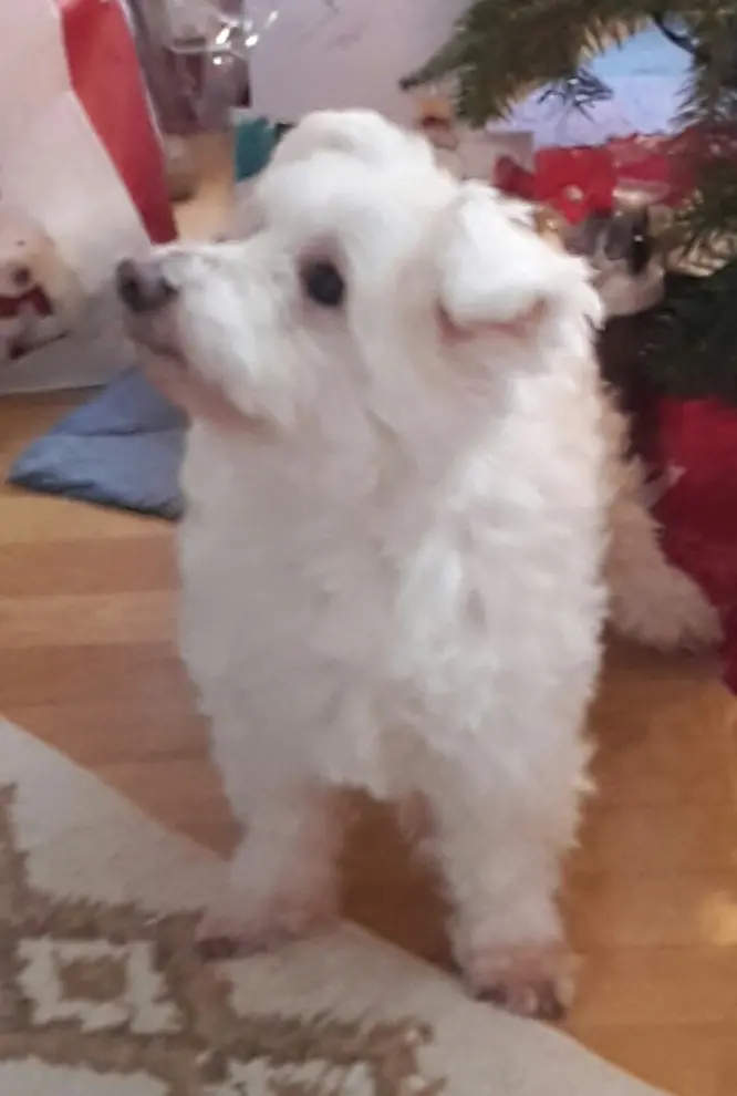 Condolence image of Martina mit Seelenhund Samy ♥️⭐♥️ für immer im Herzen