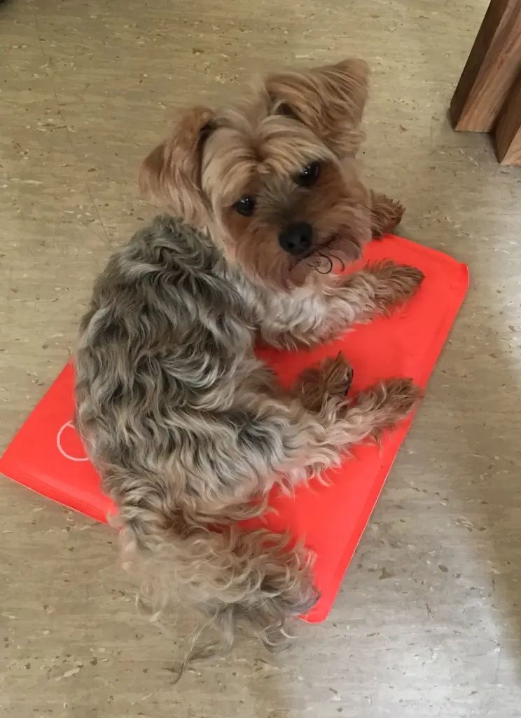 Condolence image of Christiane mit Kenny tief im Herzen ❤️