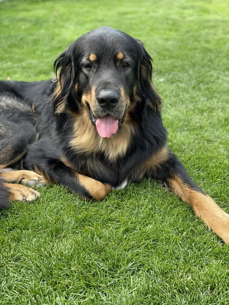 Condolence image of Andrea mit Sky u. Skipper 