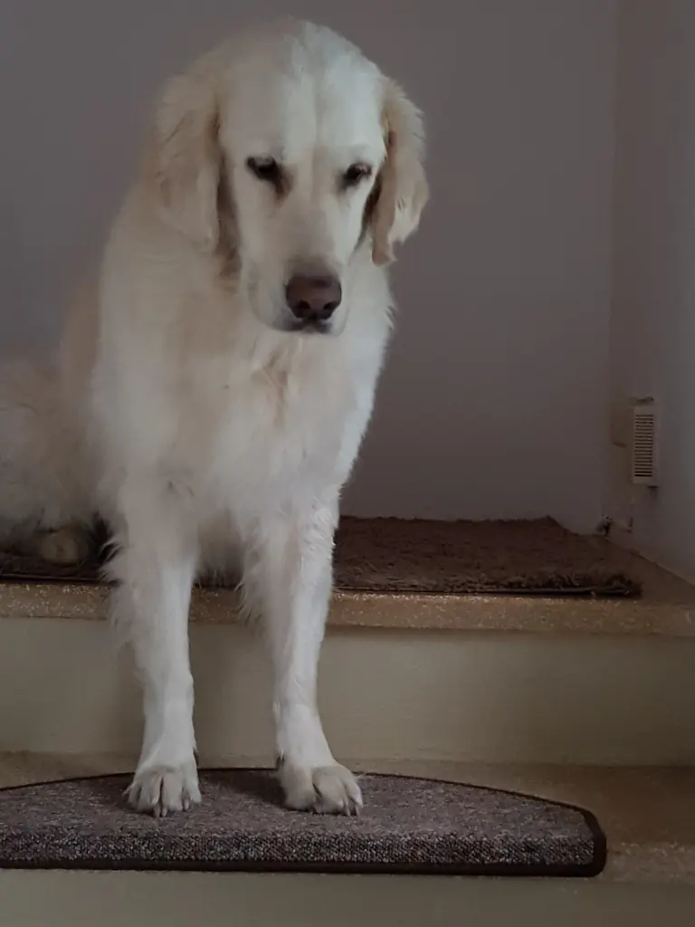 Condolence image of Gerdi Jantzen