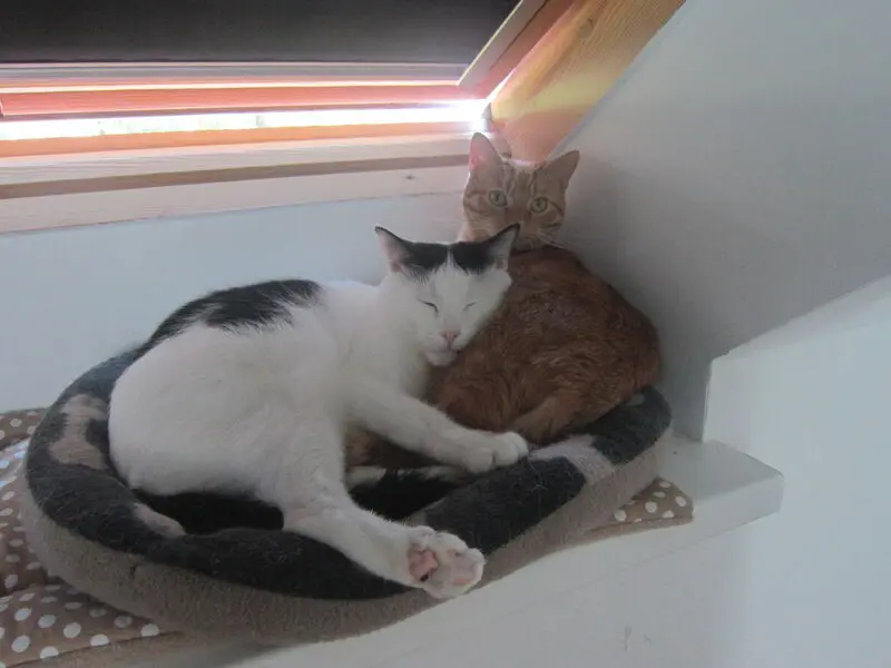 Condolence image of Lydia mit SternchenTommyn + 02.06.2020 , Balu + 09.03.2023 und Tammi + 24.08.2023