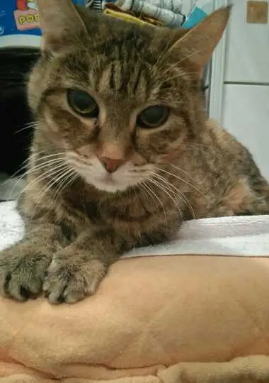 Image from Lucky