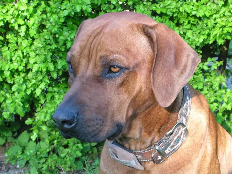 Condolence image of Britta
