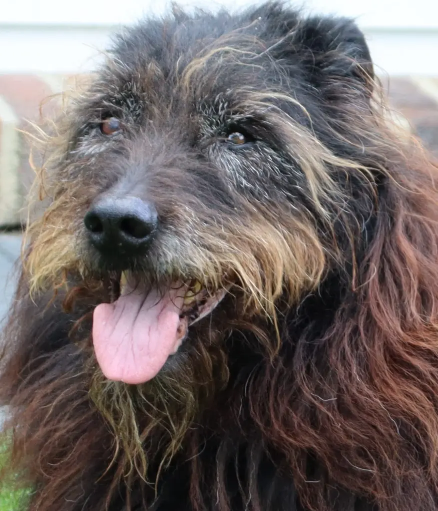 Condolence image of Thomas und Annette mit Blacky im ❤️ 