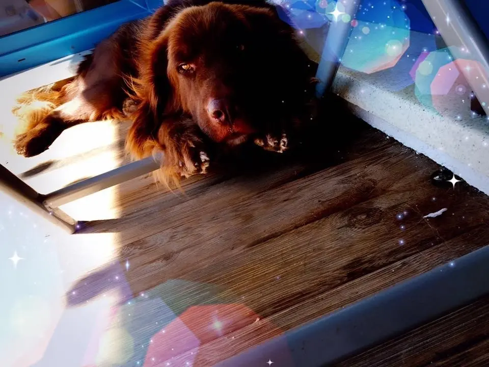 Condolence image of Katharina  Schmitz 