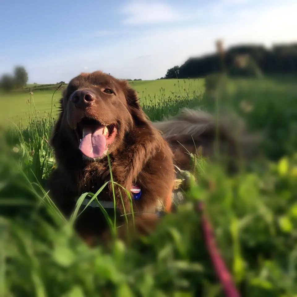 Image from Choko Brownie Rainbow