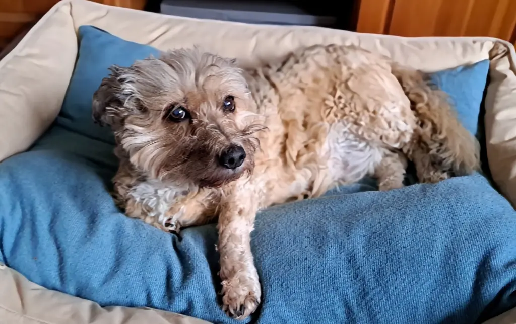 Condolence image of Angelika❤mit Mutze im Herzen