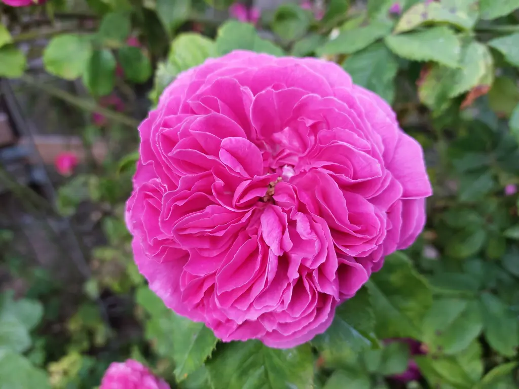 Condolence image of Maria