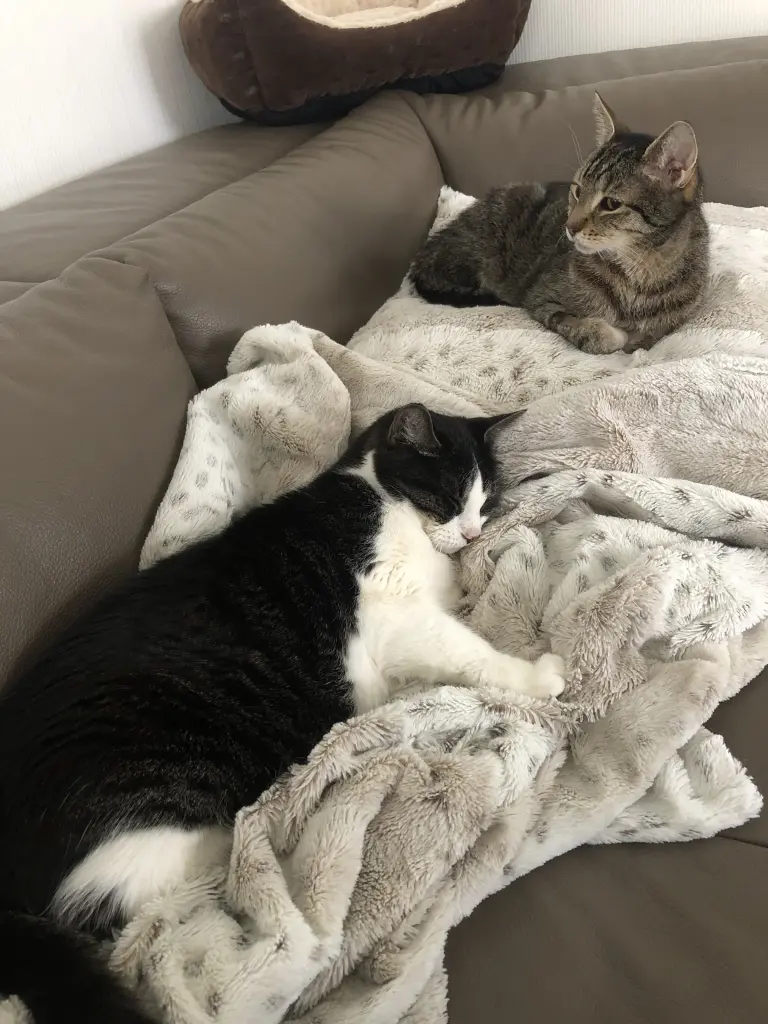 Condolence image of Susanne mit Bruno und Lilly im Herzen ♥️ 