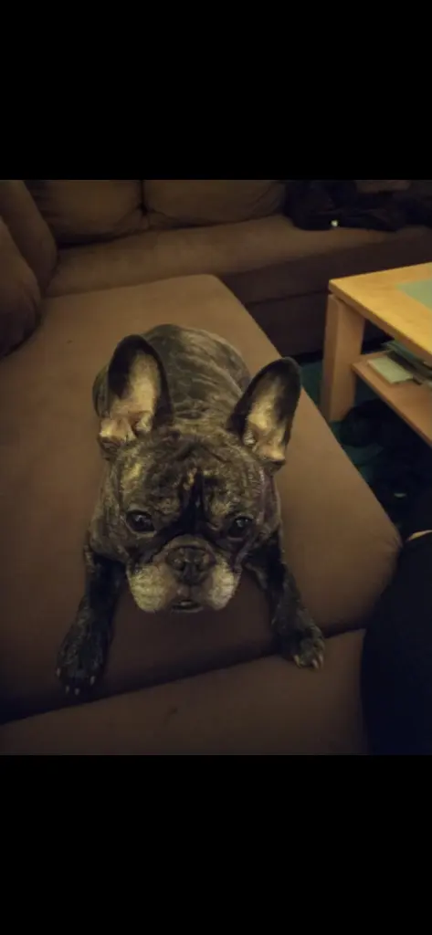 Condolence image of Karin mit Bella ganz tief im Herzen