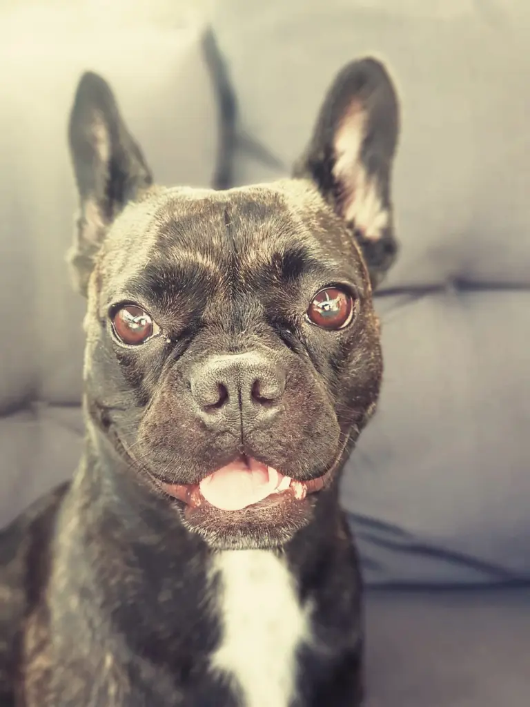 Condolence image of Dein dich immer liebendes Frauchen 