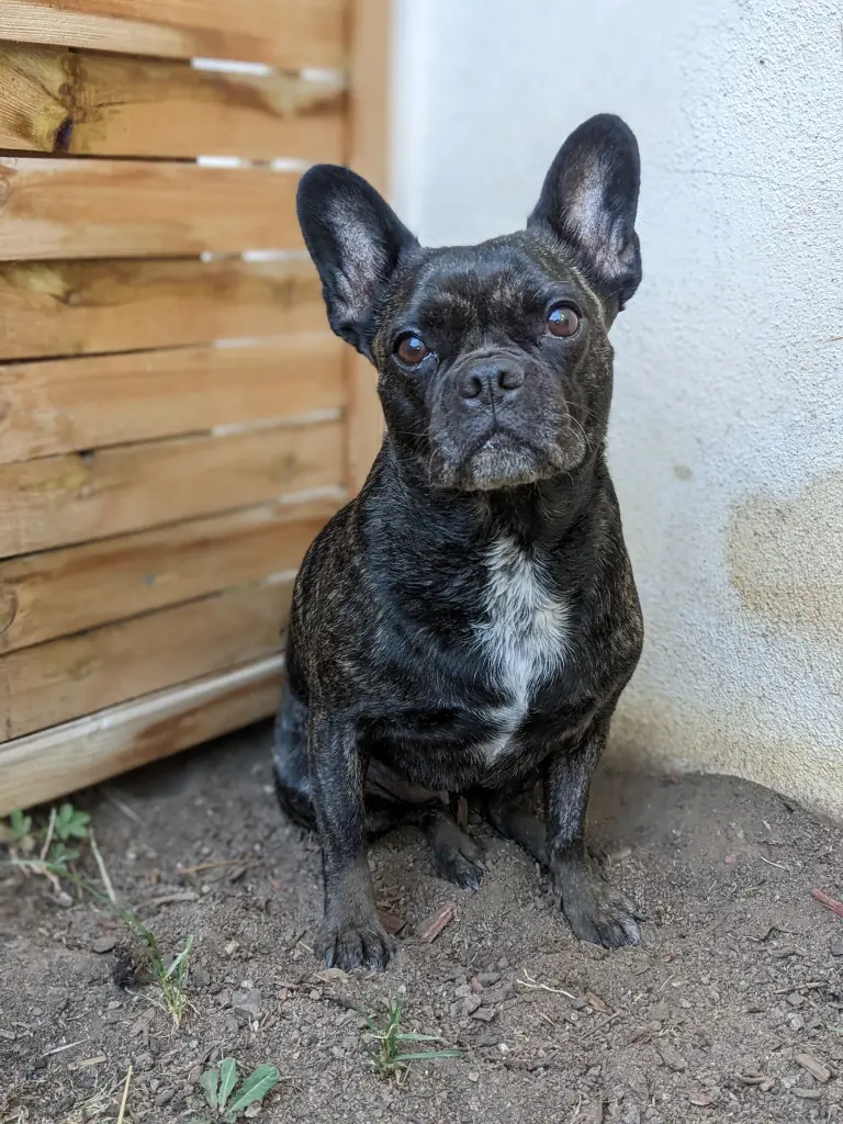 Condolence image of Mama des besten Hundes der Welt.