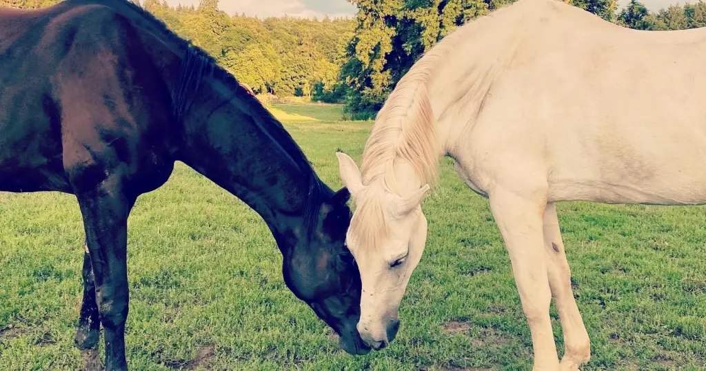 Image from Bandolero