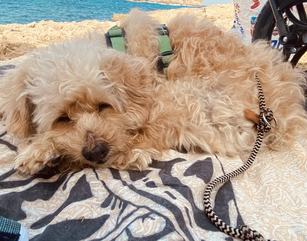 Condolence image of Sonja