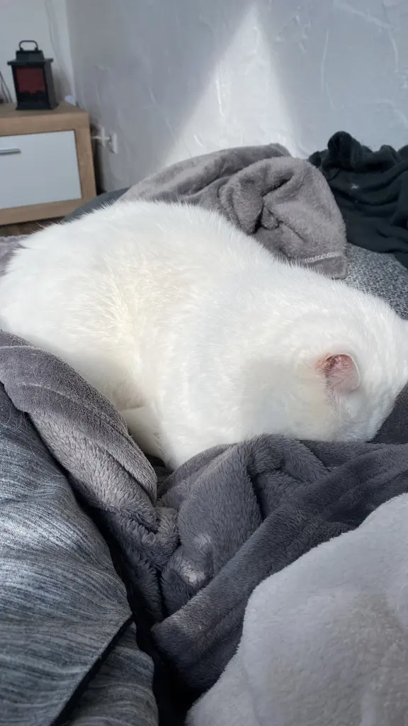 Condolence image of Deine Mami ❤️