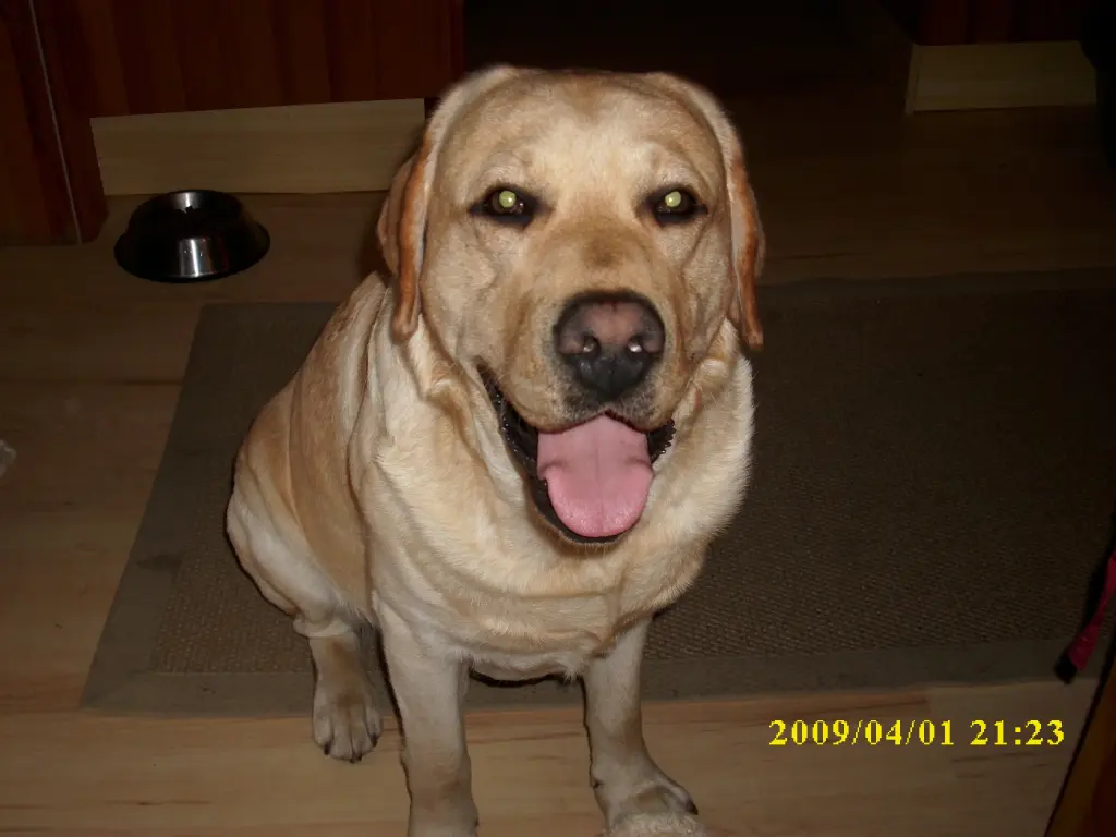 Condolence image of Kerstin mit Asko und Falco & Gerry im❤️
