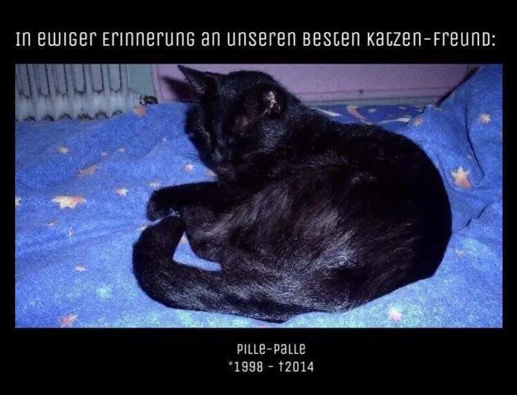Condolence image of #TannisKatzenwelt