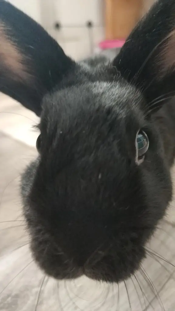 Image from Poopie