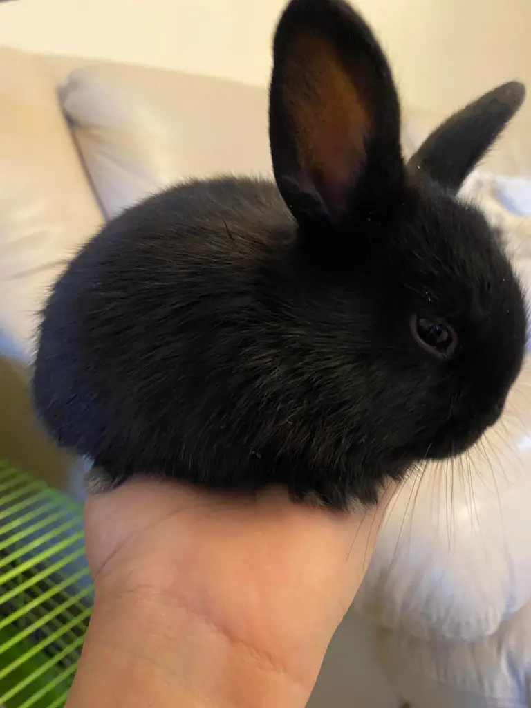 Image from Poopie