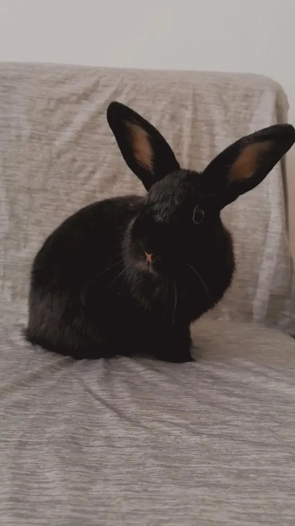 Image from Poopie