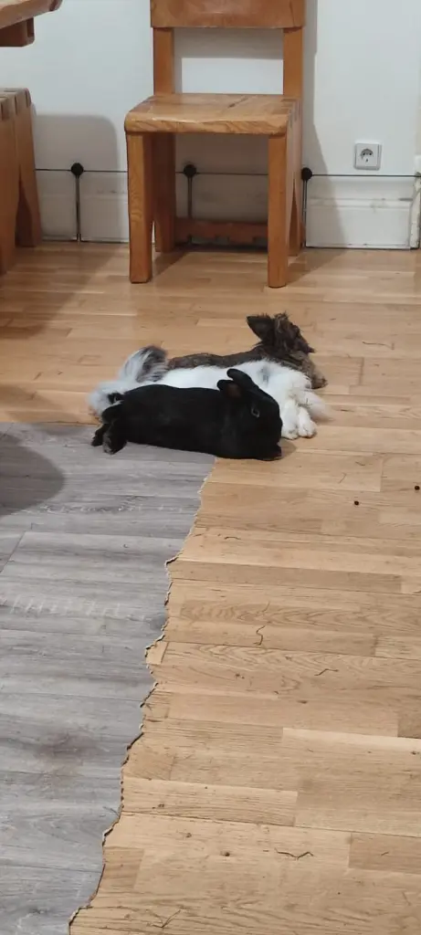 Image from Poopie
