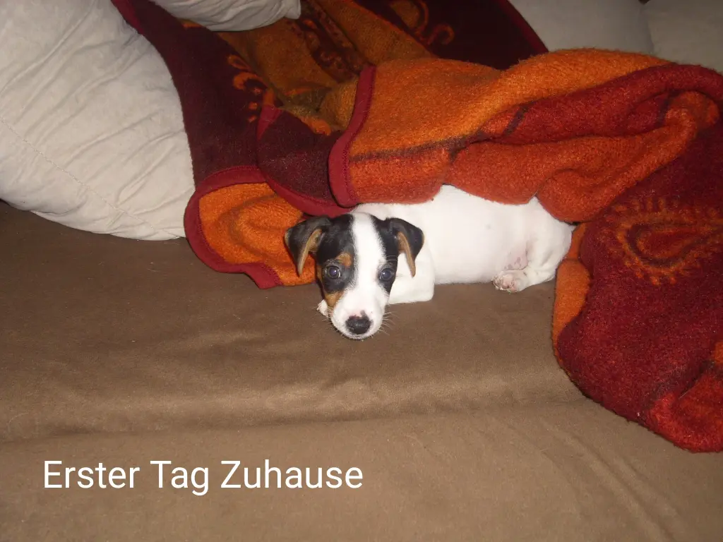 Condolence image of Deine Menschenmama