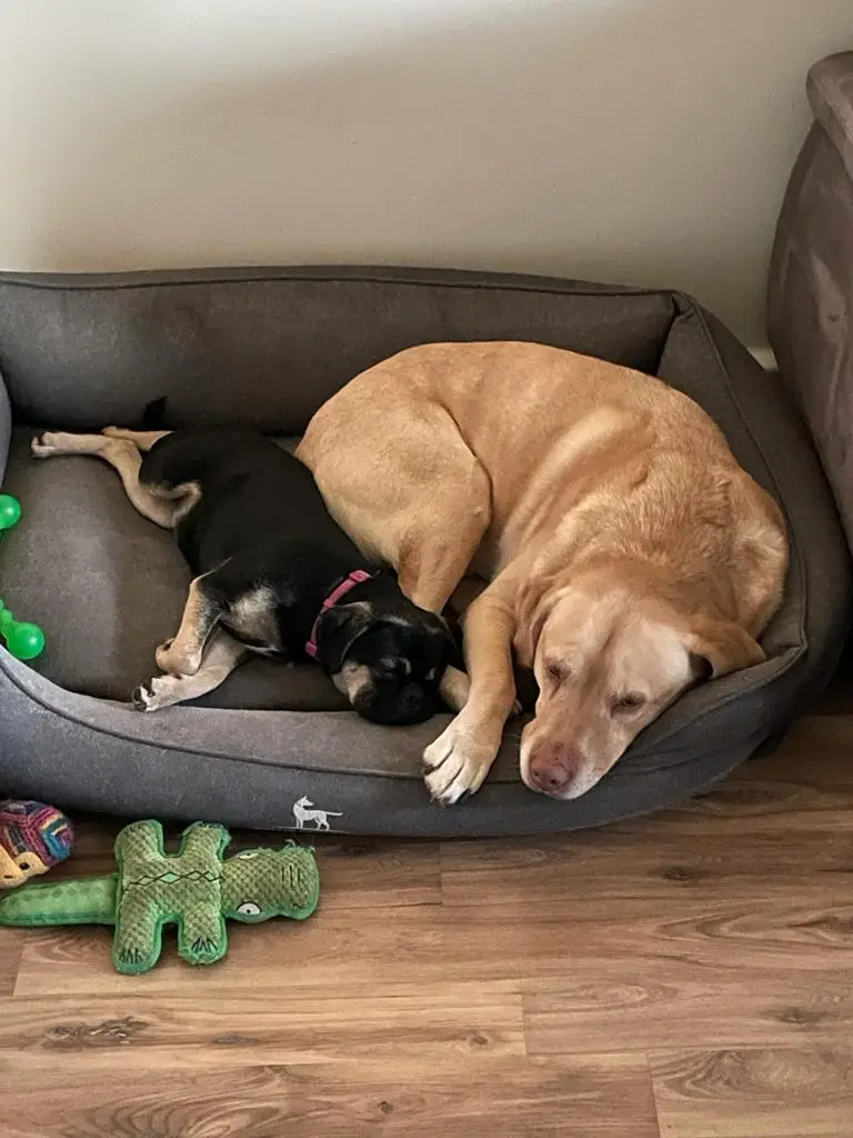 Condolence image of Louisa