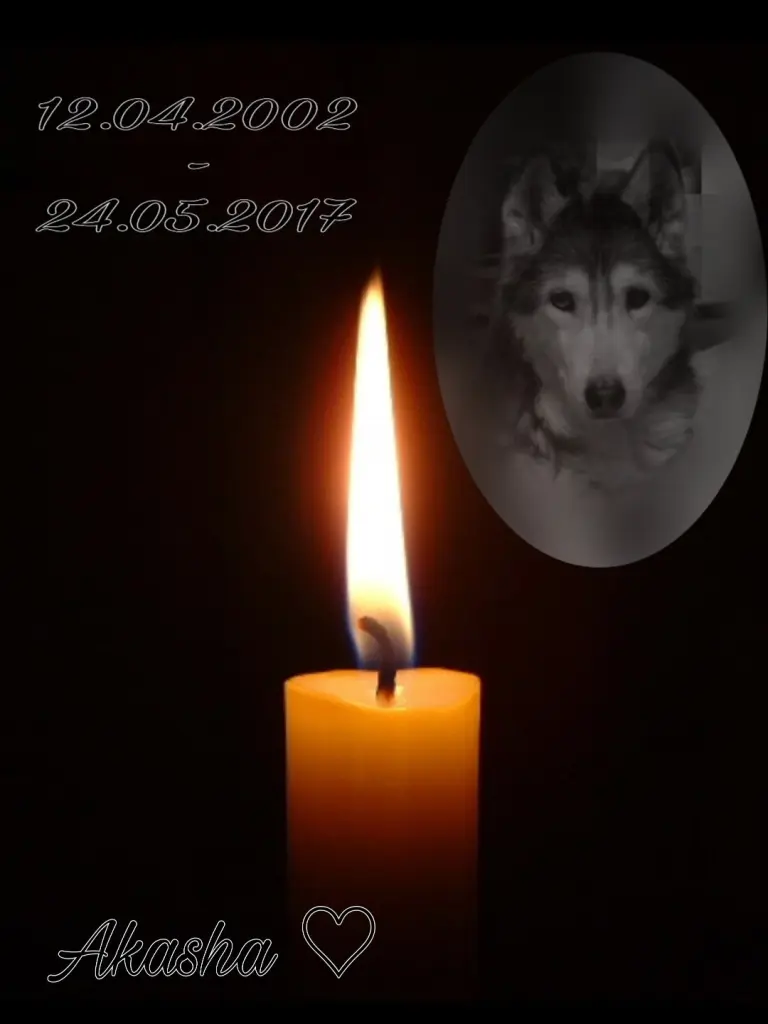 Condolence image of Ute, dein Frauchen