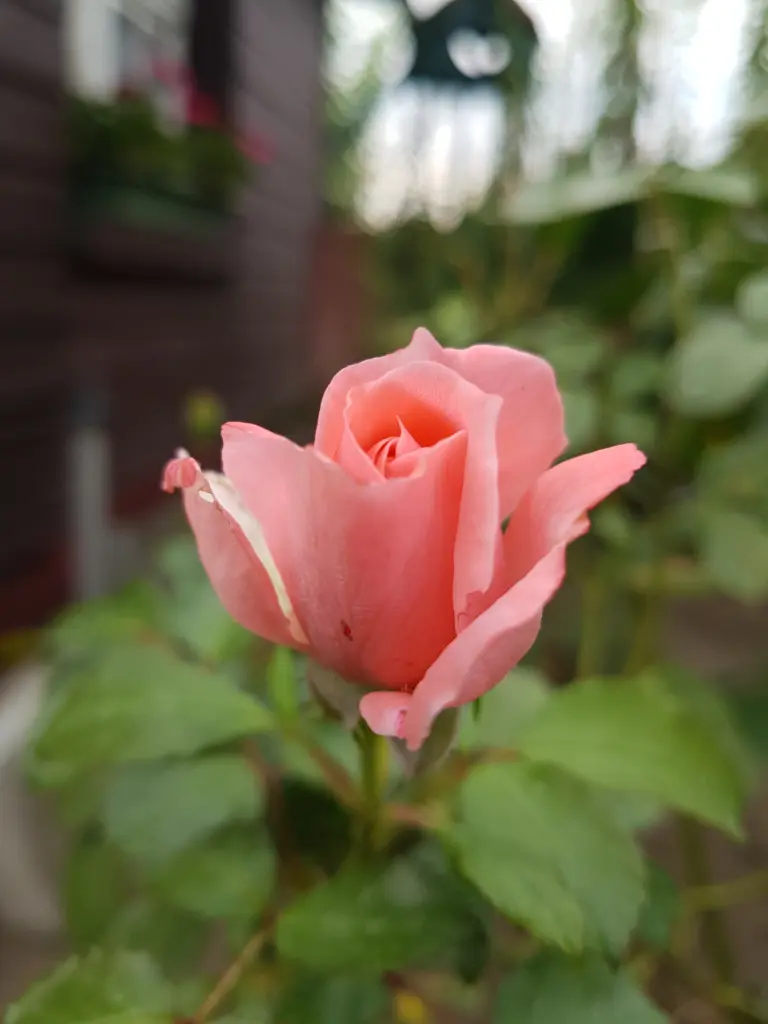 Condolence image of Helga 