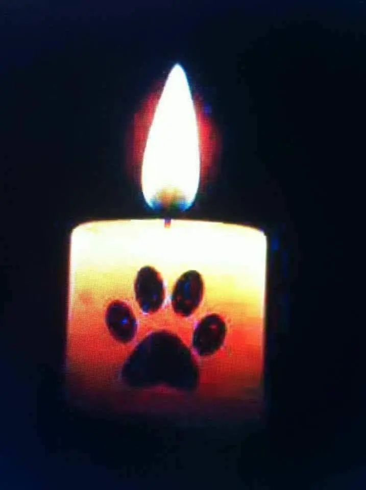 Condolence image of Ute, dein Frauchen