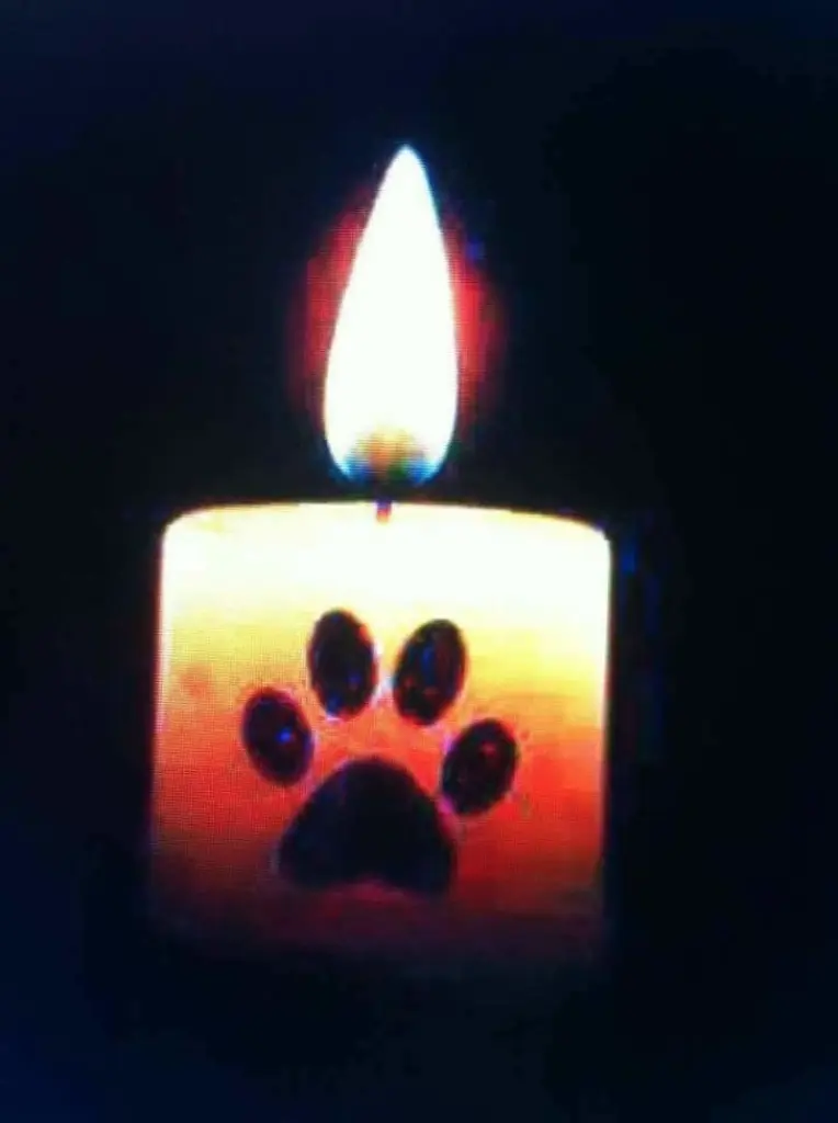 Condolence image of Ute, dein Frauchen