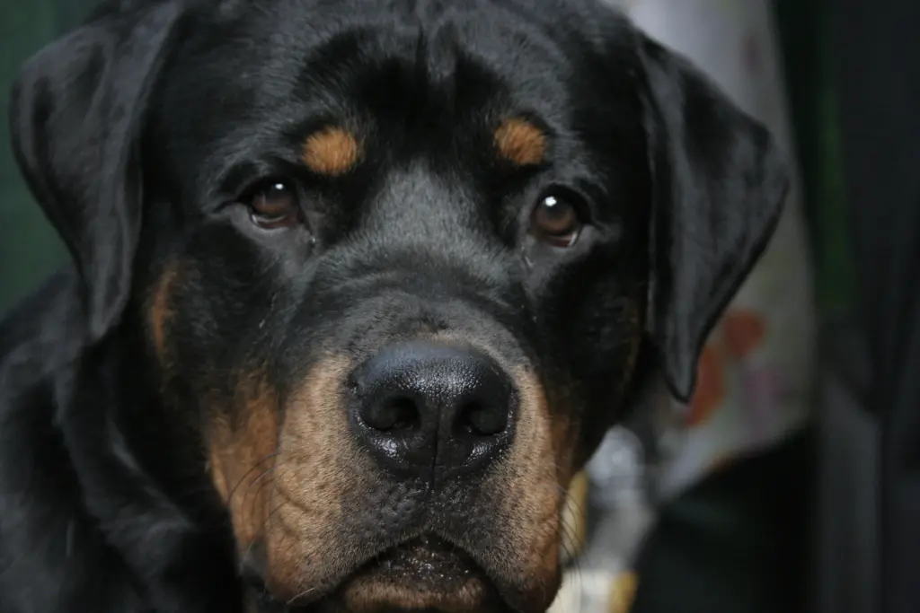 Condolence image of Unbekannt