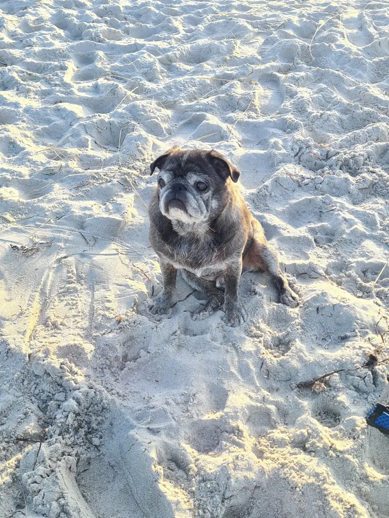 Condolence image of Beate