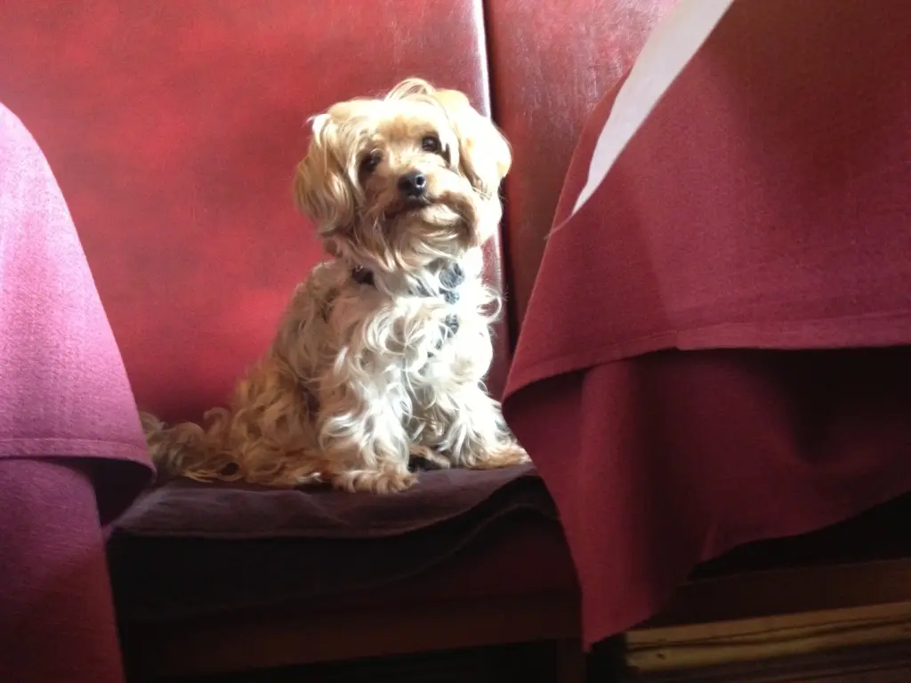 Condolence image of Christiane mit Kenny tief im Herzen ❤️