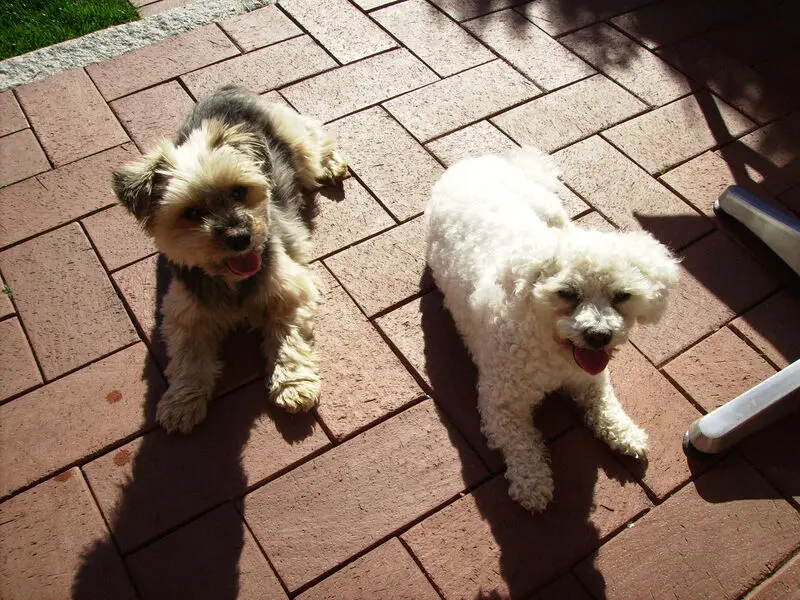 Condolence image of Gaby mit Snowy* im Herzen